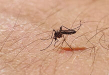 Droves Seeking Info on Surging Chinkungunya Virus, Here’s What To Know chinkungunya virus, China, healthandwellness.com, mosquitoes and chinkungunya virus